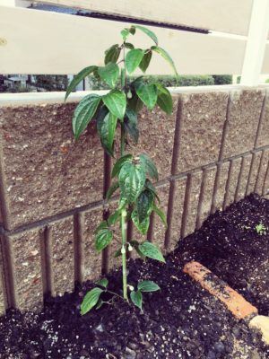 Photo by kariさん@GreenSnap