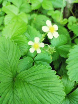 Photo by りこさん@GreenSnap