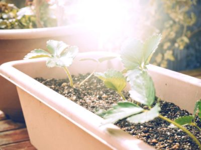 Photo by のぎひさん@GreenSnap