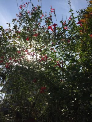 チェリーセージはどんな花が咲くの 花言葉や効能などもご紹介 Greensnap グリーンスナップ