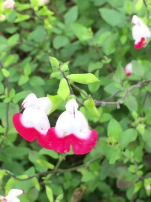 Photo by namiさん@GreenSnap