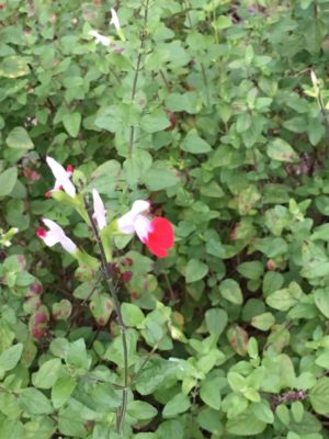 Photo by JJさん@GreenSnap