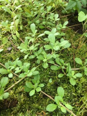 Photo by icccchiiiiさん@GreenSnap