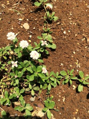 Photo by mikaさん@GreenSnap