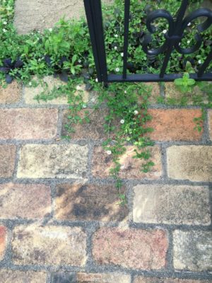 Photo by R子さん@GreenSnap