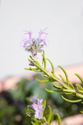 Photo by りこさん@GreenSnap