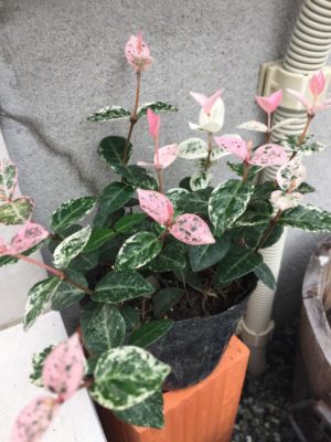 Photo by よめこさん@GreenSnap