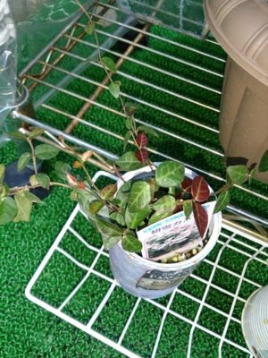 Photo by ryo(*¨*)さん@GreenSnap