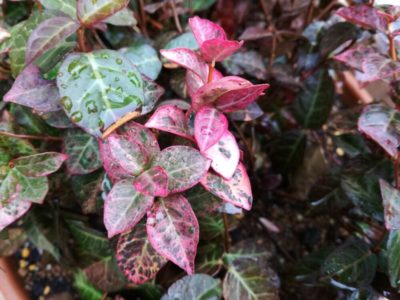 Photo by Green thumbさん@GreenSnap