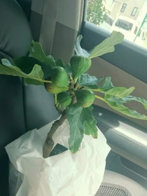 Photo by **雅**さん@GreenSnap