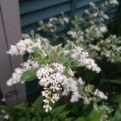 Photo by amiさん@GreenSnap