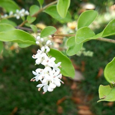 Photo by まゆさん@GreenSnap