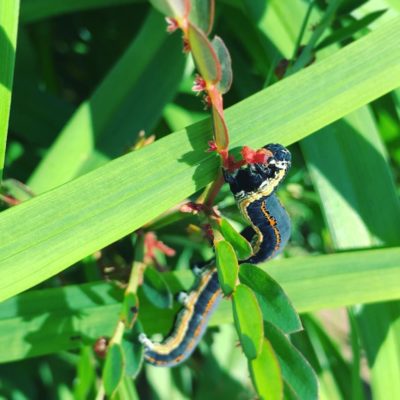 Photo by しろさん@GreenSnap