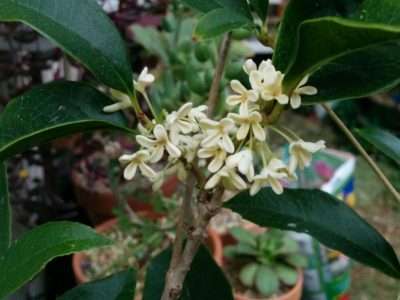 Photo by あおい32さん@GreenSnap