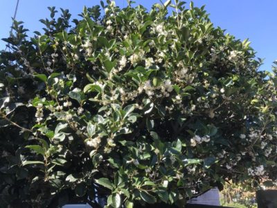 Photo by 月見草さん@GreenSnap