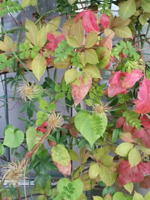 Photo by フリルさん@GreenSnap