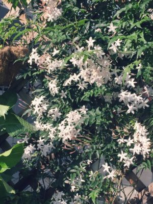 Photo by ほのママさん@GreenSnap