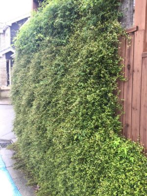 Photo by ゆうさん@GreenSnap