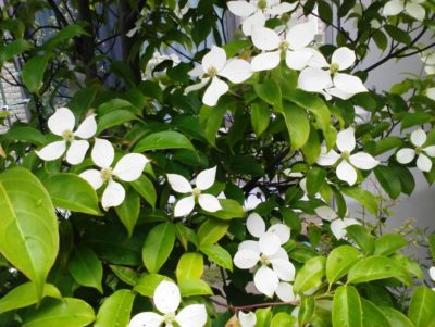 Photo by 紫陽花さん@GreenSnap