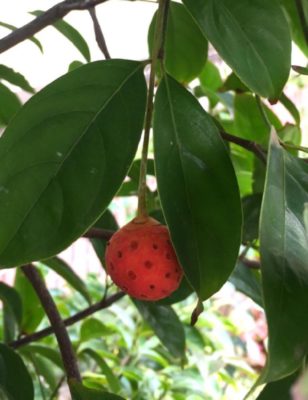 Photo by emptyさん@GreenSnap
