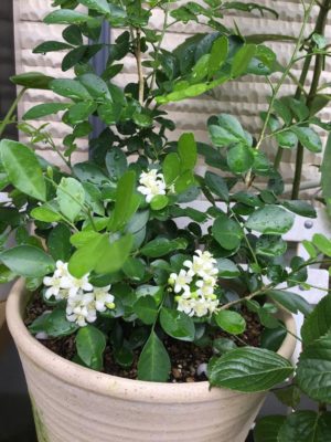 Photo by うらんさん@GreenSnap