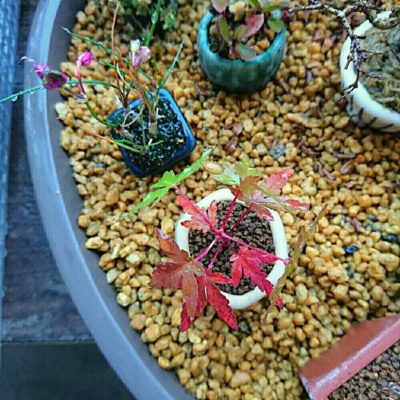 Photo by Kasumiさん@GreenSnap