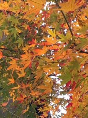 Photo by リンさん@GreenSnap