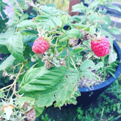 Photo by cokyouさん@GreenSnap 