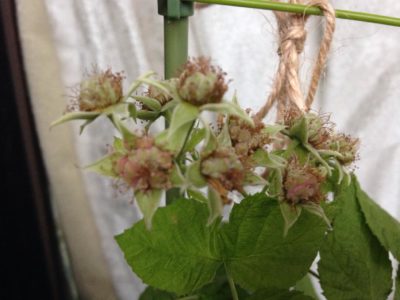 Photo by ハチクロさん@GreenSnap 