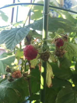 Photo by マユさん@GreenSnap