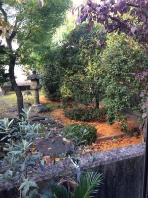 Photo by デリシのオサさん@GreenSnap