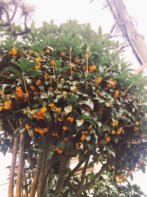 Photo by pupilla*さん@GreenSnap