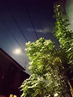 Photo by おかなさん@GreenSnap