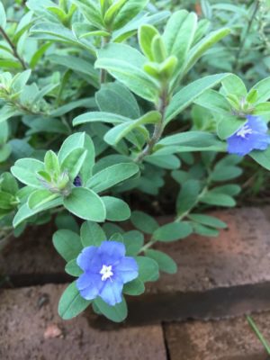 Photo by nana_momoさん@GreenSnap