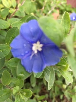 Photo by くみさん@GreenSnap