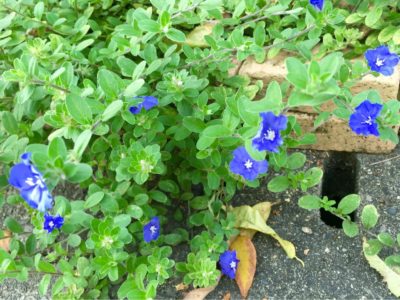 Photo by ギボウシさん@GreenSnap