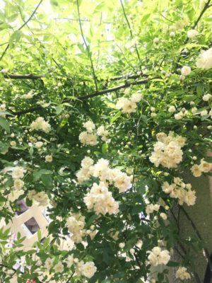 白と黄色の花が特徴 モッコウバラについて Greensnap グリーンスナップ