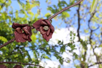Photo by ⊂＊SACRA＊⊃さん@GreenSnap