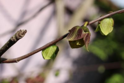 Photo by ⊂＊SACRA＊⊃さん@GreenSnap