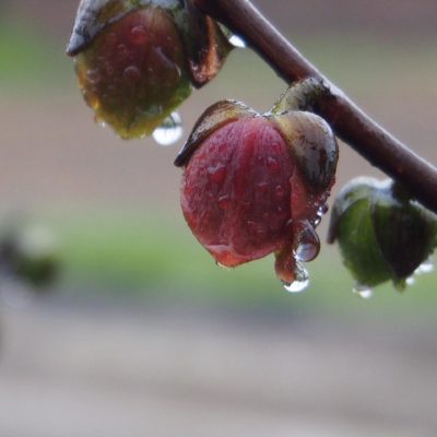 Photo by Tenさん@GreenSnap