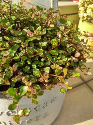 Photo by sweetbasketさん@GreenSnap