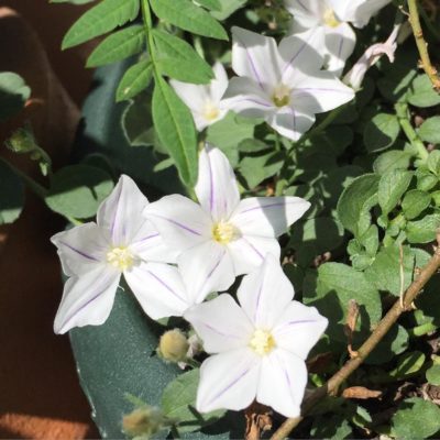 Photo by emptyさん@GreenSnap 