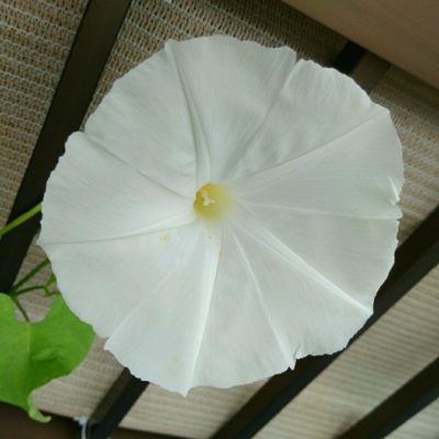 Photo by づっち2さん@GreenSnap