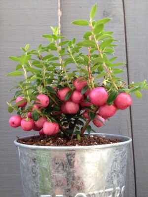 Photo by tousoukouさん@GreenSnap