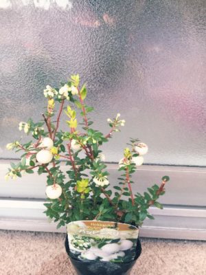 Photo by *:ஐazmஐ:*さん@GreenSnap