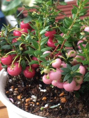 Photo by maiさん@GreenSnap