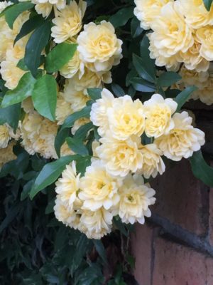 Photo by nana_momoさん@GreenSnap