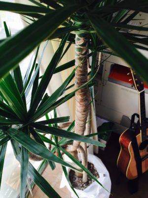 Photo by じょにーさん@GreenSnap