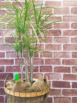 Photo by nao___62さん@GreenSnap