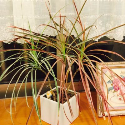 Photo by dahliaさん@GreenSnap 